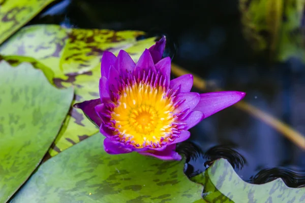 Lirio acuático violeta o flor de loto floreciendo en el estanque — Foto de Stock