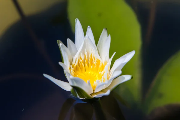 Біла лілія або квітка лотоса, що цвіте на ставку — стокове фото