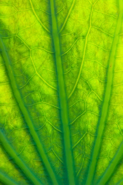 Закрыть текстуры листьев лотоса — стоковое фото