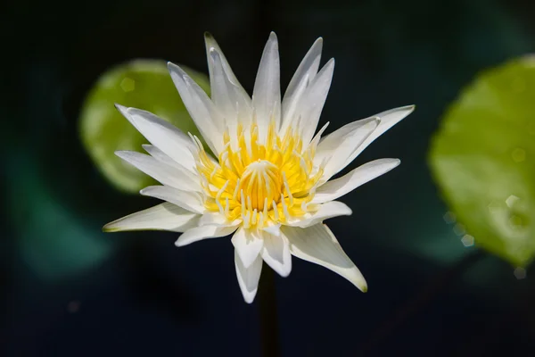 Fleur blanche de nénuphar ou de lotus fleurissant sur l'étang — Photo