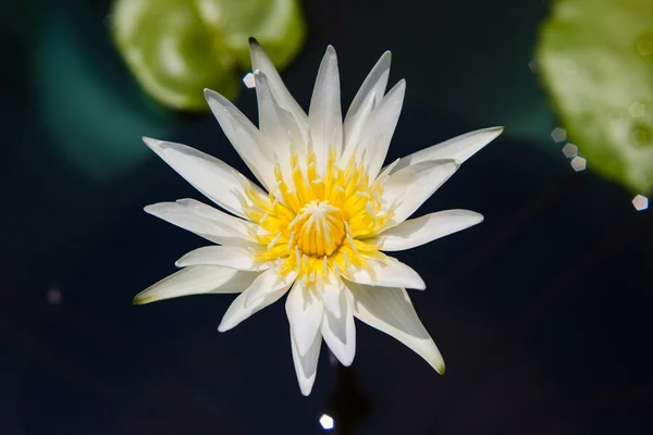 Fleur blanche de nénuphar ou de lotus fleurissant sur l'étang — Photo