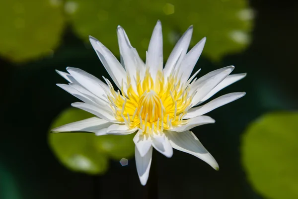 Nenúfar blanco o flor de loto floreciendo en el estanque — Foto de Stock