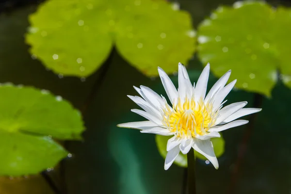 Fleur blanche de nénuphar ou de lotus fleurissant sur l'étang — Photo
