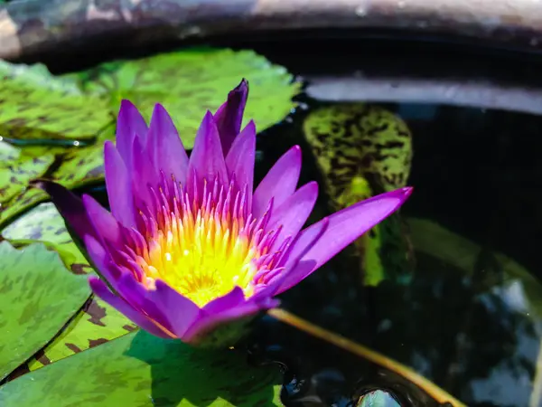 Фіолетова лілія або квітка лотоса, що квітуча на ставку — стокове фото