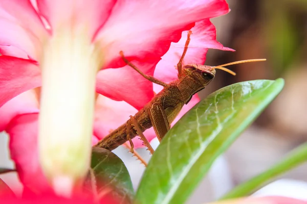 Grasshopper perched on flower — Stock Photo, Image