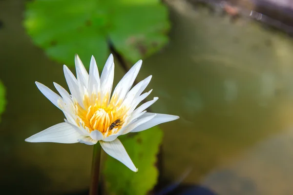 Nenúfar blanco o flor de loto floreciendo en el estanque — Foto de Stock