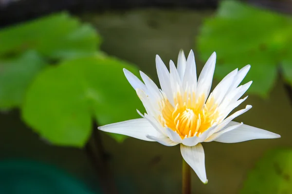Біла лілія або квітка лотоса, що цвіте на ставку — стокове фото