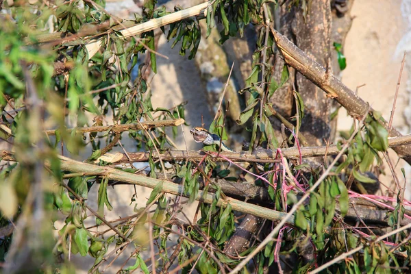 Pequena cobra come uma pequena rã — Fotografia de Stock