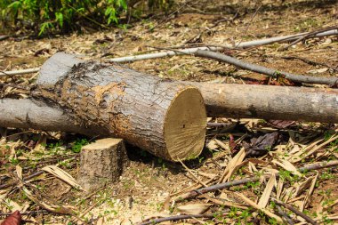 ahşap ormanının içinde günlüğe kaydeder.