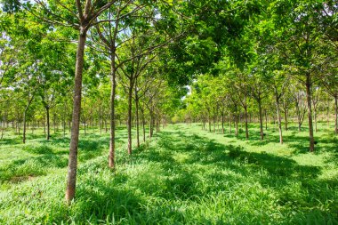 Kauçuk ekimi ağaç