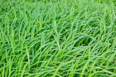 yeşil çimen dokusu arkaplanı