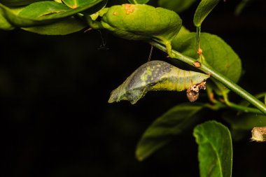 dalda asılı kelebek krizalid