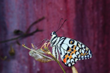 Yeni çıktı kelebek yakın çekim