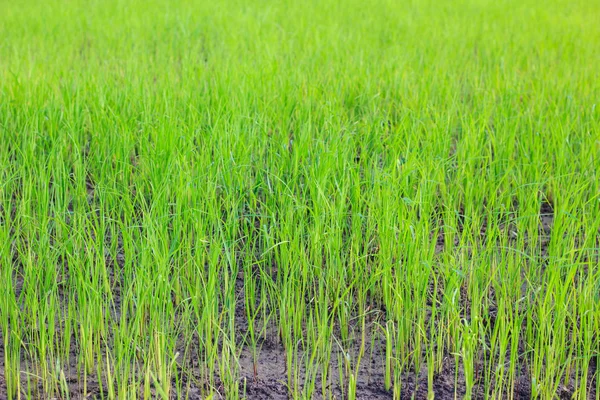 Cultivo de arroz no campo de arroz — Fotografia de Stock