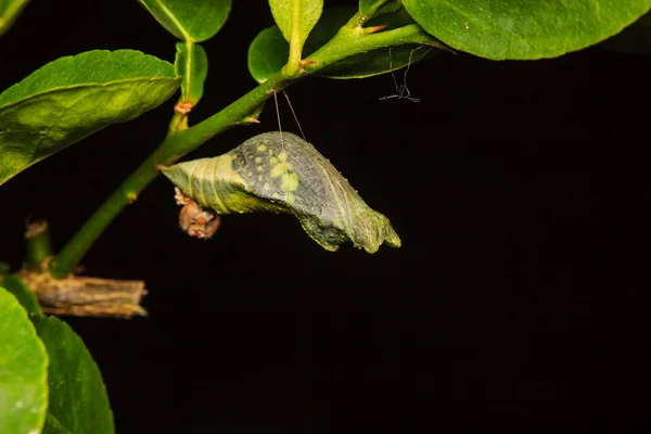 Chrysalis of butterfly hanging on branch — Stock Photo, Image