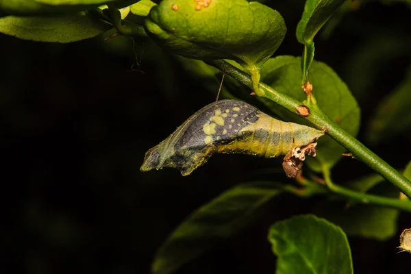 Chrysalis van vlinder opknoping op tak — Stockfoto