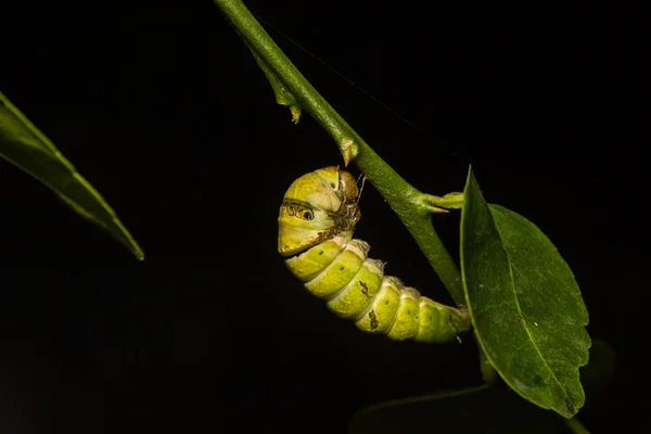 Crisálida de mariposa colgando en la rama —  Fotos de Stock