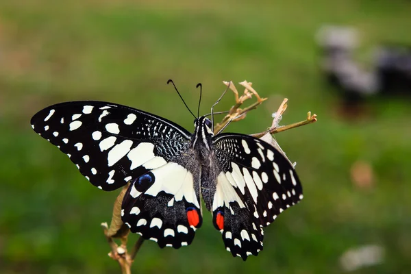Close up de borboleta recém-emergida — Fotografia de Stock