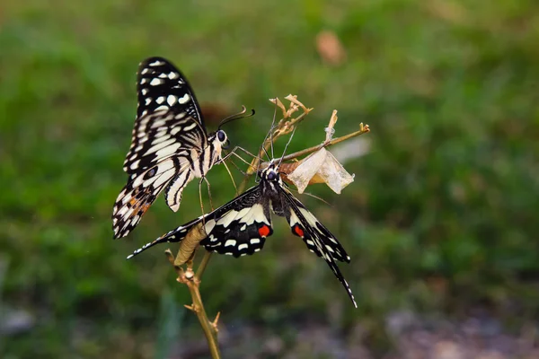 Gros plan sur le papillon nouvellement émergé — Photo