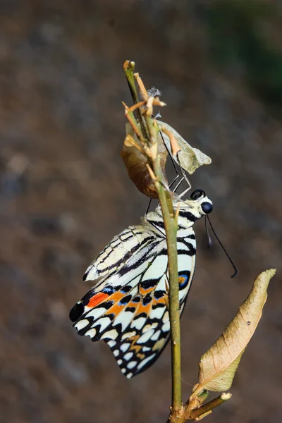 Крупный план недавно появившейся бабочки — стоковое фото