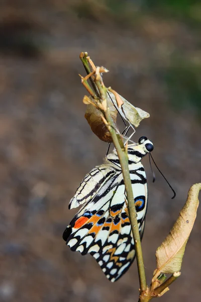 Primer plano de la mariposa recién emergida — Foto de Stock