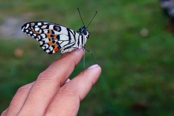 Gros plan Papillon sur les doigts humains — Photo