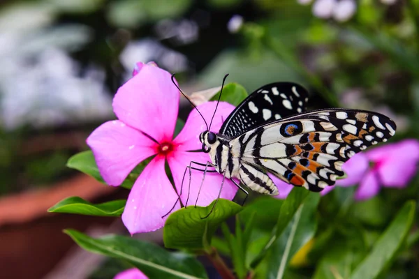 Butterfly on the flower — Stock Photo, Image