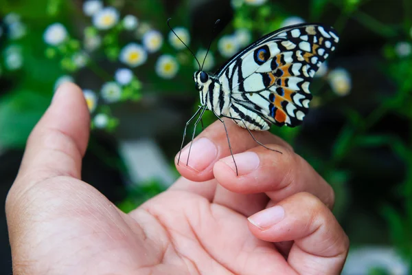 Bliska motyl na ludzkie palce — Zdjęcie stockowe