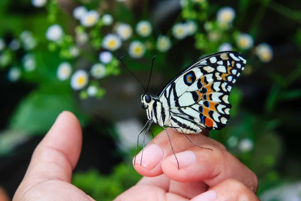 Закройте бабочку на человеческих пальцах — стоковое фото