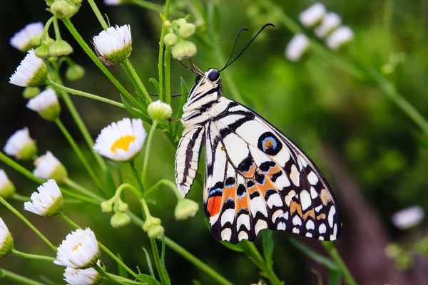 Fjäril på blomman — Stockfoto