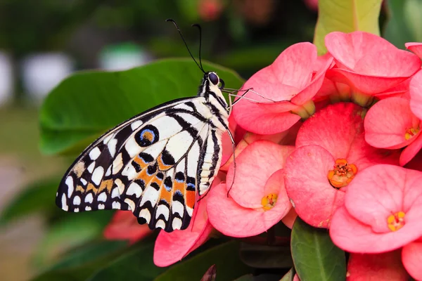 Butterfly on the flower — Stock Photo, Image