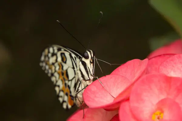 蝴蝶落在花朵上 — 图库照片