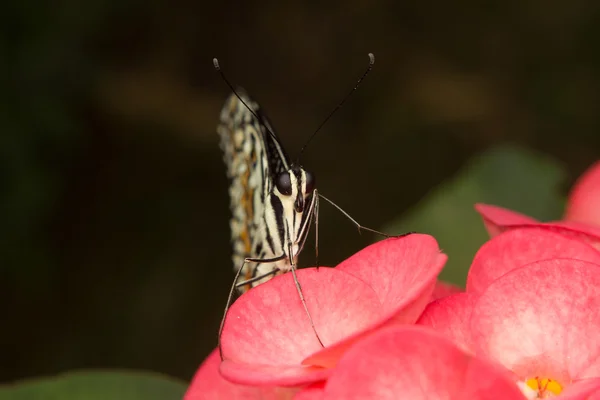 Borboleta na flor — Fotografia de Stock