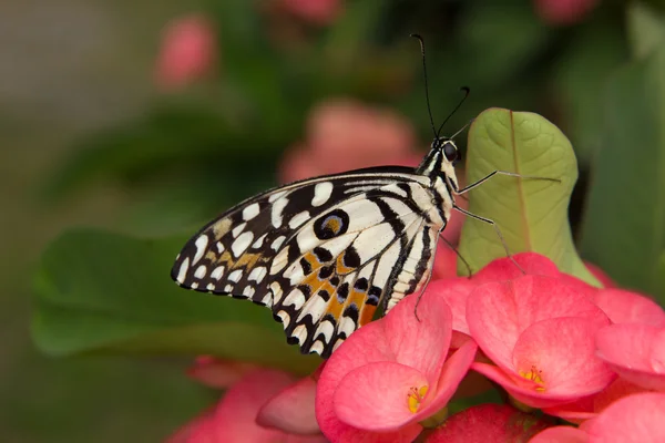 蝴蝶落在花朵上 — 图库照片