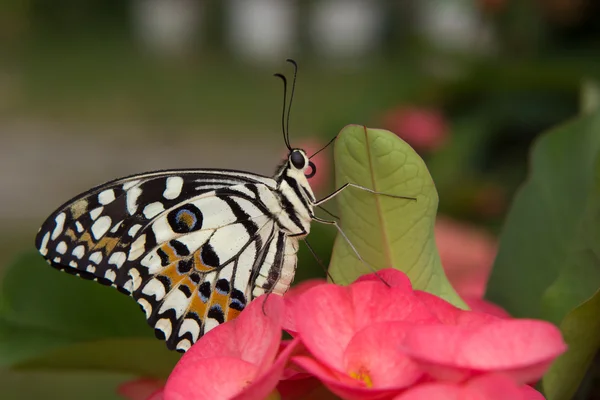 Motyl na kwiatku — Zdjęcie stockowe