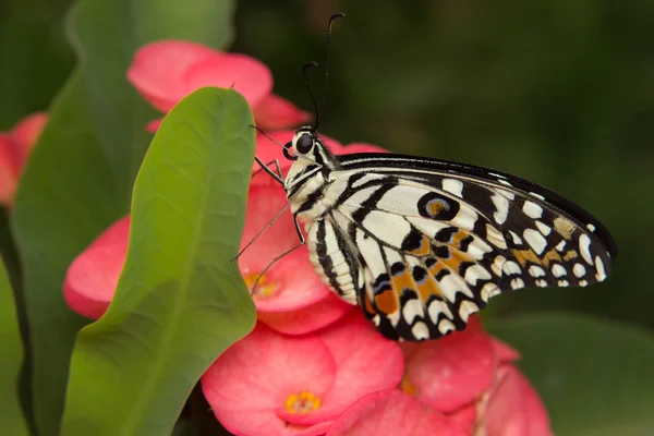 Schmetterling auf der Blume — Stockfoto