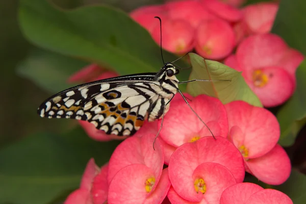 Butterfly on the flower — Stock Photo, Image