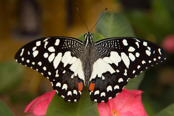 Farfalla su foglia verde — Foto Stock