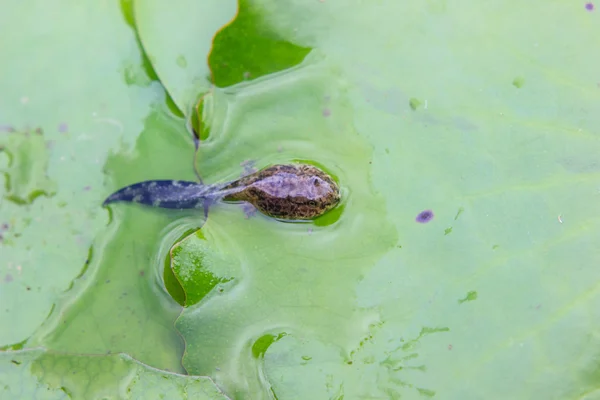 Kaulquappen auf Lotusblatt — Stockfoto