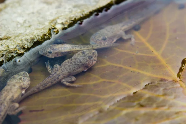 Kaulquappen auf Lotusblatt — Stockfoto