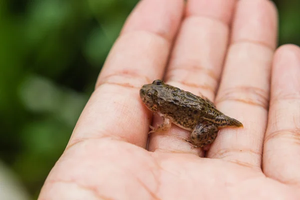 Tadpoles or Baby frogs in hand — Stock Photo, Image