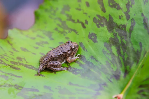 Tadpoles or Baby frogs on a leaf — Stock Photo, Image