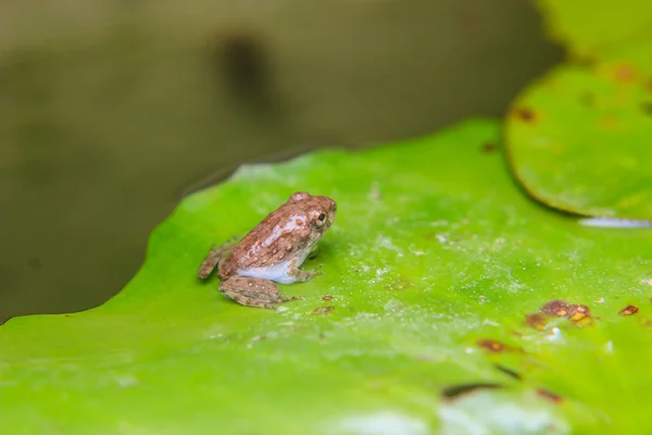 Tadpoles or Baby frogs on a leaf — Stock Photo, Image