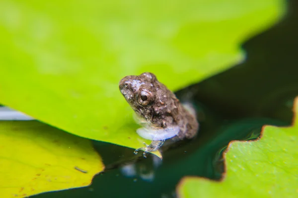 蝌蚪或婴儿的青蛙，在一片叶子上 — 图库照片