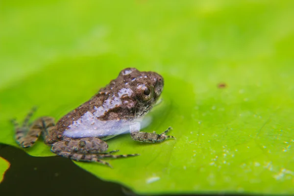 オタマジャクシや葉の上の赤ちゃんカエル — ストック写真