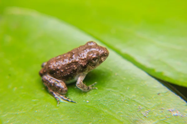 Tadpoles or Baby frogs on a leaf — Stock Photo, Image