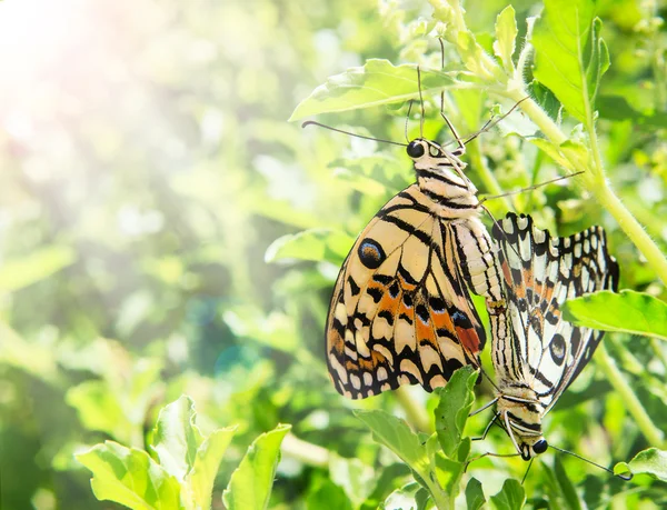 Élevage de papillons dans le jardin — Photo