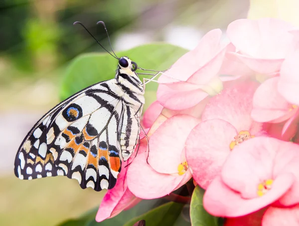 Motyl na kwiatku — Zdjęcie stockowe