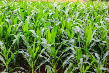 Yeşil mısır tarlası