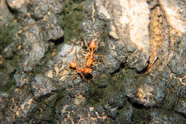 Kırmızı karınca yakın çekim